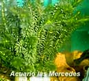 Plantas - Elodea Densa