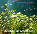 Plantas - Hygrophila Polysmerma