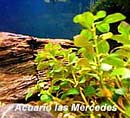 Plantas - Ludwigia Repens