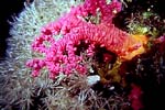 Corales Marinos - dos tipos de corales marinos, Blandos y Duro o Calcareo.