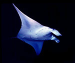 Manta del Oceano Pacifico. habitante tipico de las profundidades abisales.