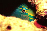 Parrot Marino. - unos de los peces mas coloridos en los Acuarios Marinos.