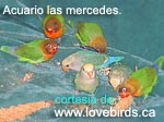 Pichones - Otoño 2001 - www.lovebirds.ca