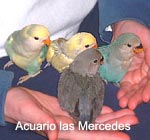 Pichones Mixtos