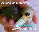 handfeed pichones - cortesia de lovebirds.ca