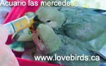 handfeed agapornis - cortesia de lovebirds.ca