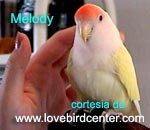 Melody - cortesia de lovebirdcenter.com