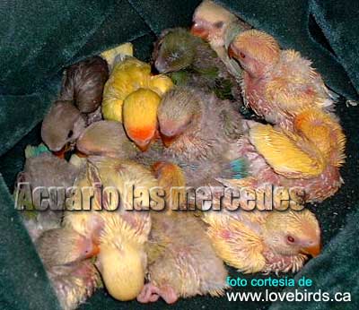 Pichones de Agapornis - cortesia de lovebirds.ca