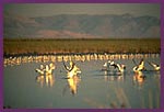 Aves sobre Salt lake en Utah - Las Aves vienen a alimentarse de las Artemias.