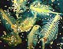 Grupo de Adultos de Brine Shrimps con Quistes.