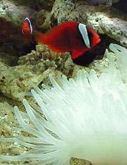 Anemona y pez payaso