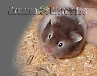 Seccion de Hamsters .