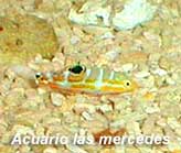 Wrasse Cori juvenil de 2 pulgadas