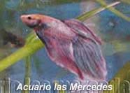 Betta Splender Macho - Requiere poca calidad de agua - es mejor tenerlo solo - los otros peces suelen morderle la cola.