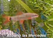 Tiburón Arcoiris   - Peces muy resistentes pero requieren de una calidad mediana de agua, necesitan muchos troncos y refugios así como plantas acuaticas- les agrada muchisimo las varisnerias gruesas.