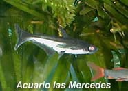 tiburón Irridicente - Peces resistentes pero requieren de una calidad mediana de agua, necesitan muchos troncos y refugios así como plantas acuaticas- les agrada muchisimo las varisnerias gruesas.